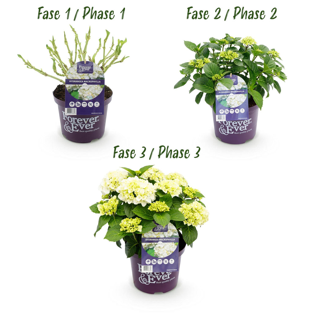 Terrasplant - Hortensia - Hydrangea Forever & Ever - Wit - 7-12 Bloemen - Pot 23cm Hoogte 55cm