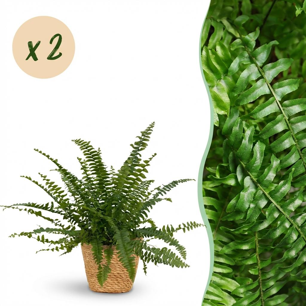 Kamerplant - Nephrolepsis exaltata Green Lady - Varen - Huisdiervriendelijke Plant - Groen - 2 Planten - met Mand - Pot 12cm - Hoogte 25cm