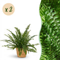 Kamerplant - Nephrolepsis exaltata Green Lady - Varen - Huisdiervriendelijke Plant - Groen - 2 Planten - met Mand - Pot 12cm - Hoogte 25cm
