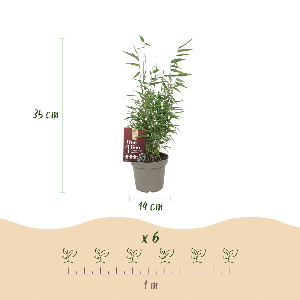 Bamboe - Fargesia Red Dragon - Bladhoudend - Niet Woekerend - Groen - 18 Planten - Pot 14cm - Hoogte 35cm
