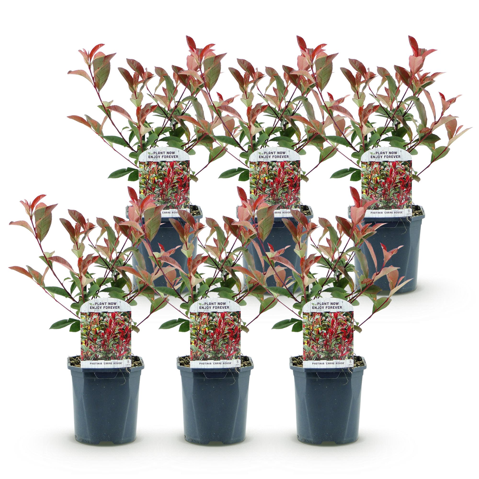 Haagplanten - Photinia fraseri Carre Rouge - groen rood  - 6 planten - 1 strekkende meter - groenblijvend - pot 17cm hoogte 55cm