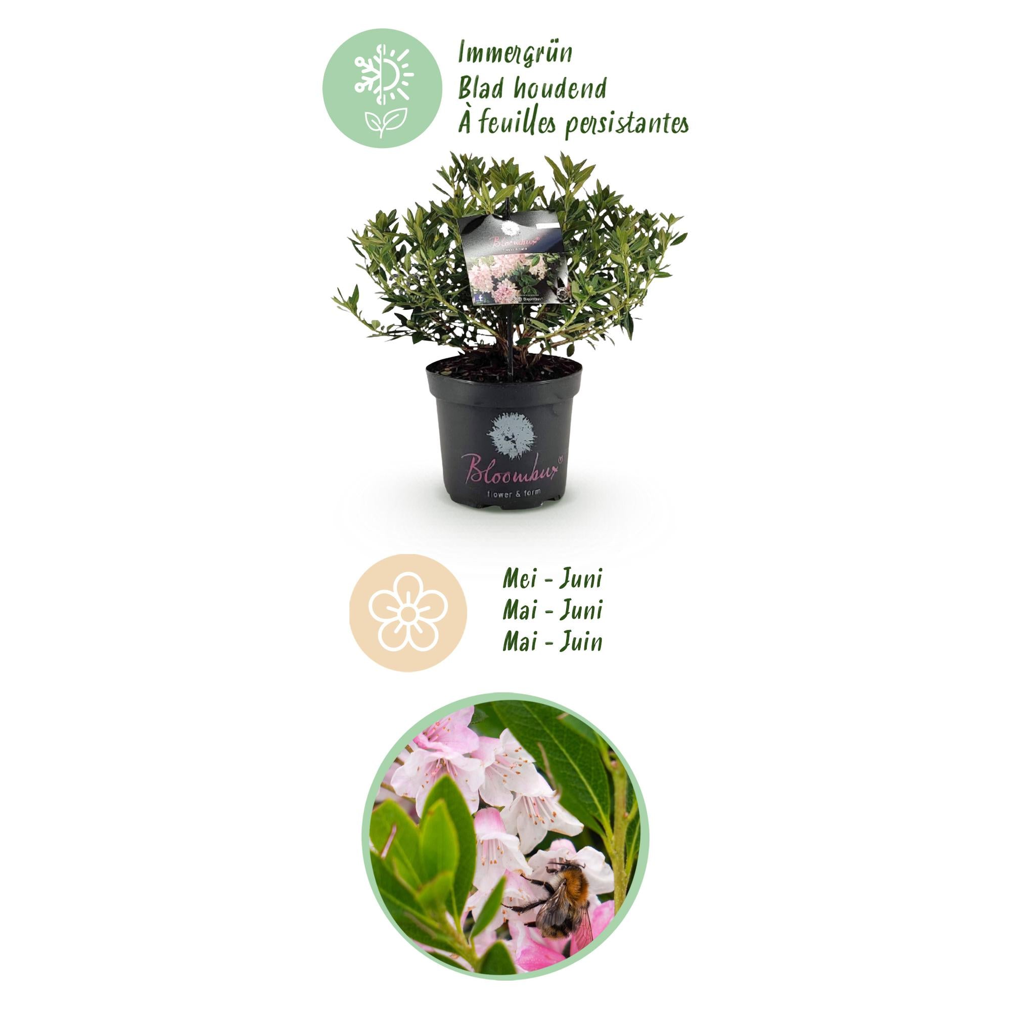 Dwerg Rhododendron - Rhododendron Bloombux Light Pink - Bloeiende Buxus - Weinig Onderhoud - Licht Roze Bloem - 2 Planten - Pot 23cm - Hoogte 45-55cm