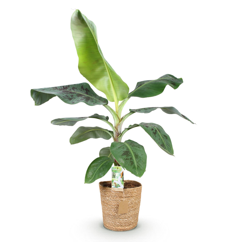 Green is... Kamerplanten - Musa acuminata Dwarf Cavendisch - Bananenplant - Weinig onderhoud - met mand - Groen - 1 Plant - Pot 21cm - Hoogte 70-75cm