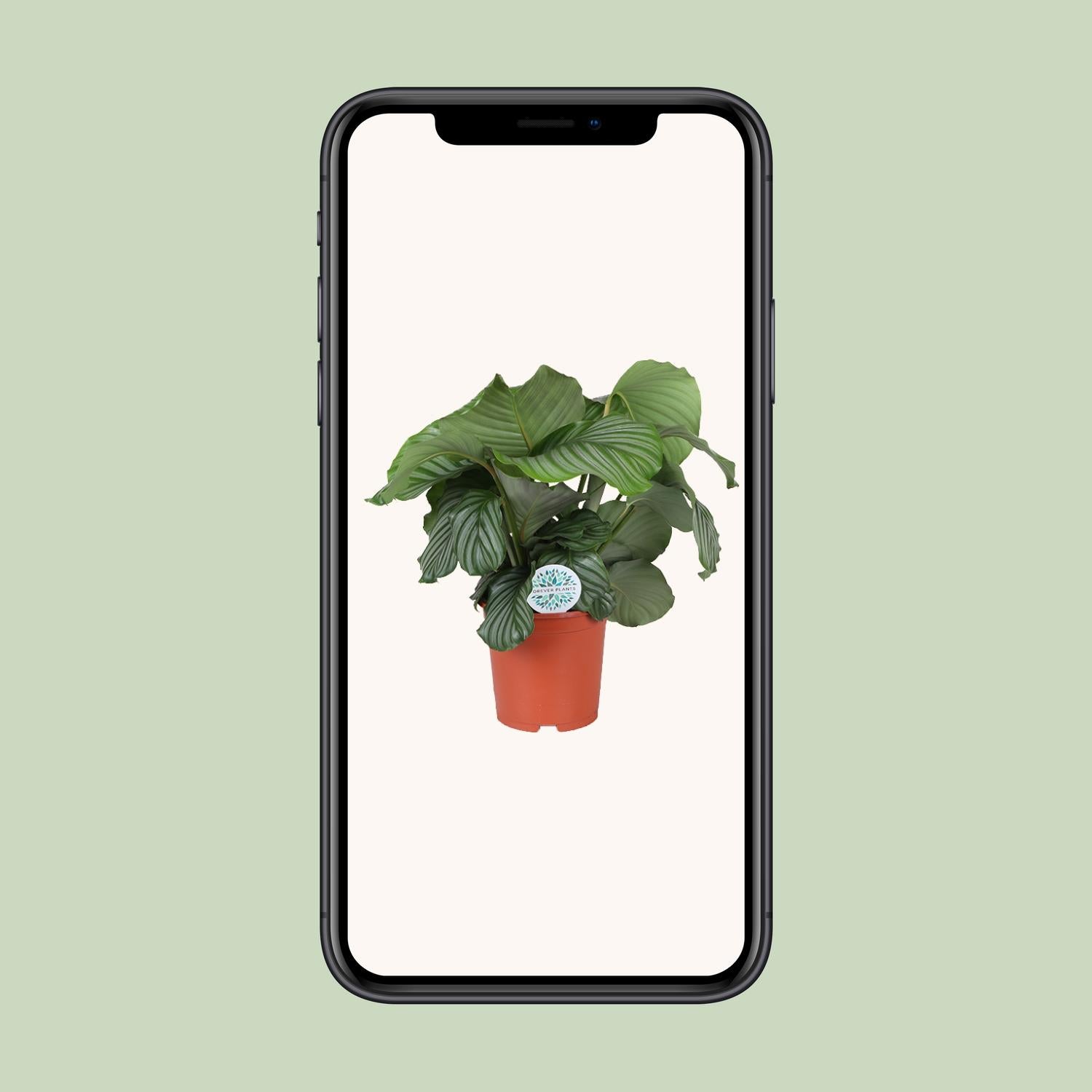Calathea Orbifolia - Ø21cm - ↕65cm