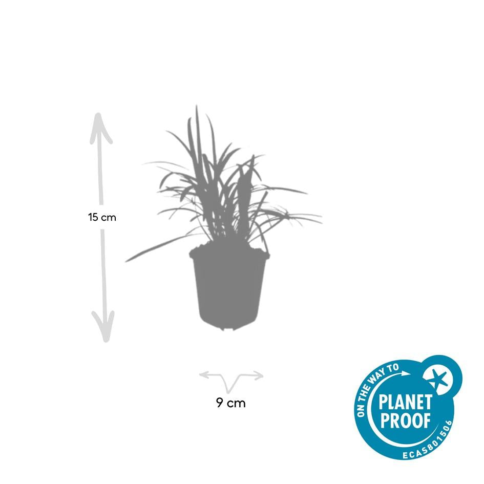 24x Liriope muscari 'Monroe White' - ↕10-25cm - Ø9cm