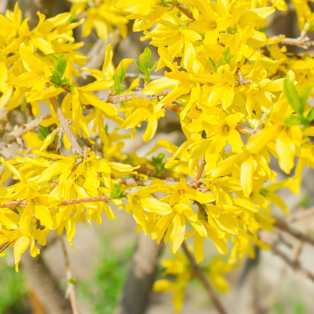 Heesters - Forsythia intermedia Goldrauch  - Bloem Geel - 1 Plant - Bladverliezend - Weinig Onderhoud - Pot 17cm Hoogte 45cm