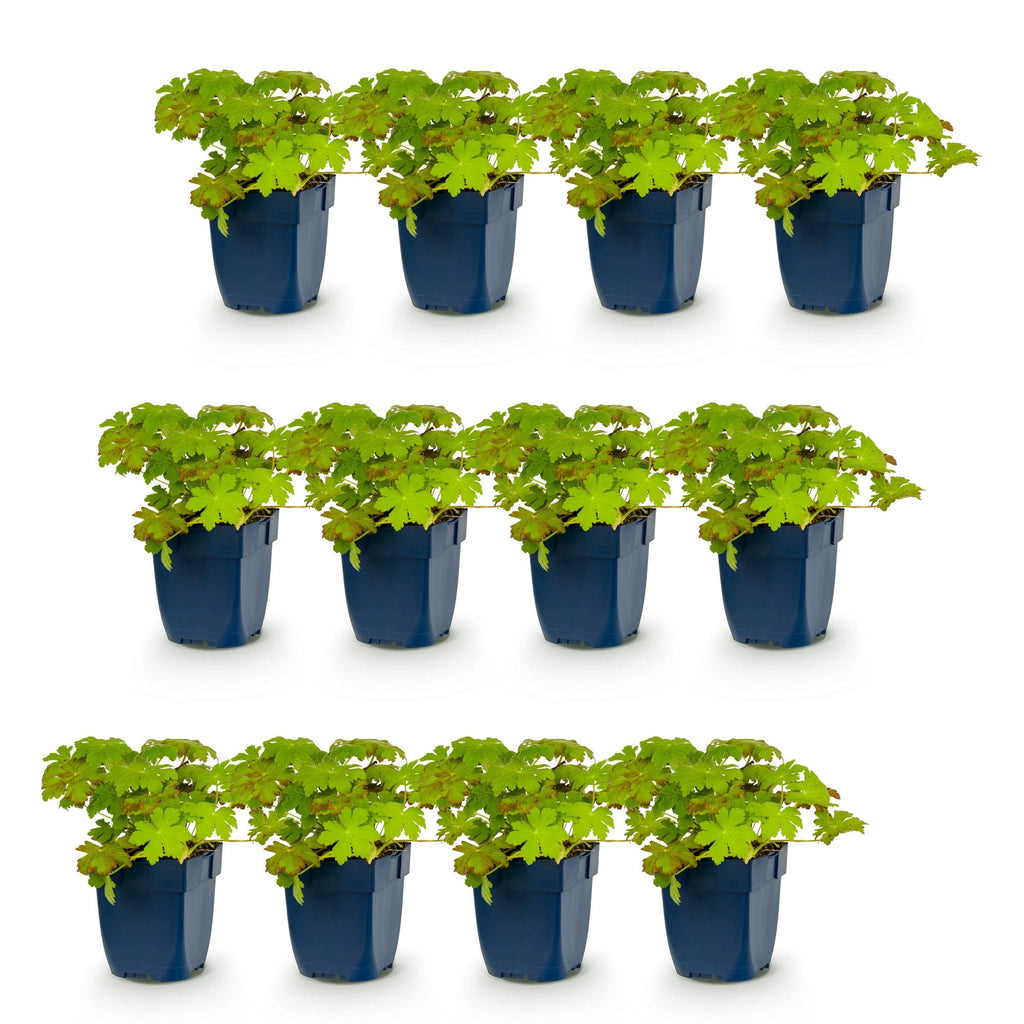 Vasteplant - Geranium macrorrhizum - Ooievaarsbek - Bodembedekkend - Roze - 12 Planten - Pot 11cm - Hoogte 15-25cm
