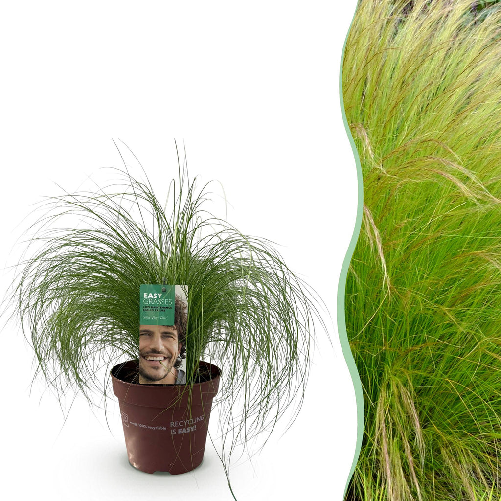 Siergrassen - Stipa tenuifolia Pony Tails - Groen - 1 Plant - Groenblijvend - Winterhard - Pot 17cm Hoogte 50cm