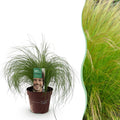 Siergrassen - Stipa tenuifolia Pony Tails - Groen - 1 Plant - Groenblijvend - Winterhard - Pot 17cm Hoogte 50cm