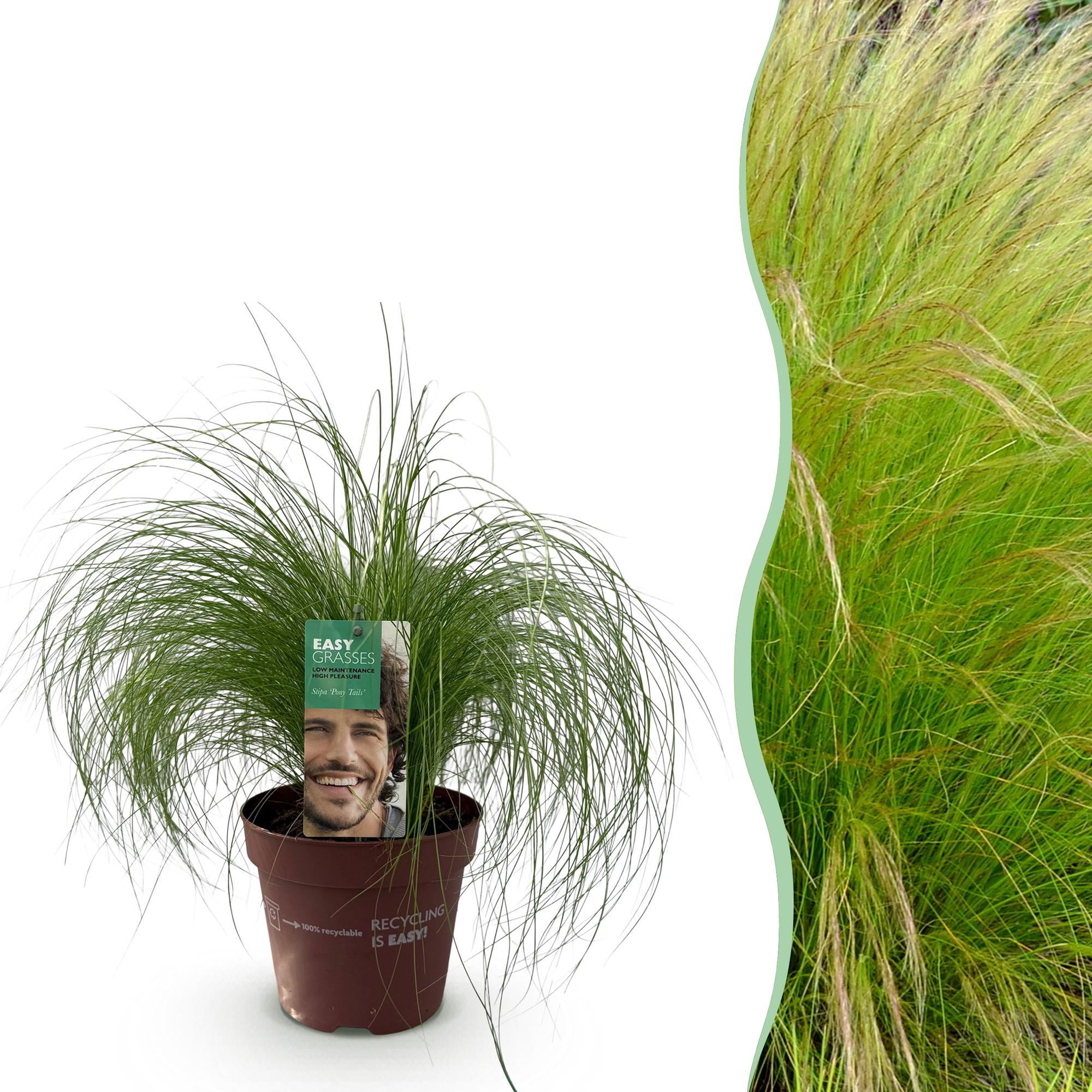 Siergrassen - Stipa tenuifolia Pony Tails - Groen - 1 Plant - Groenblijvend - Winterhard - Pot 17cm Hoogte 50cm