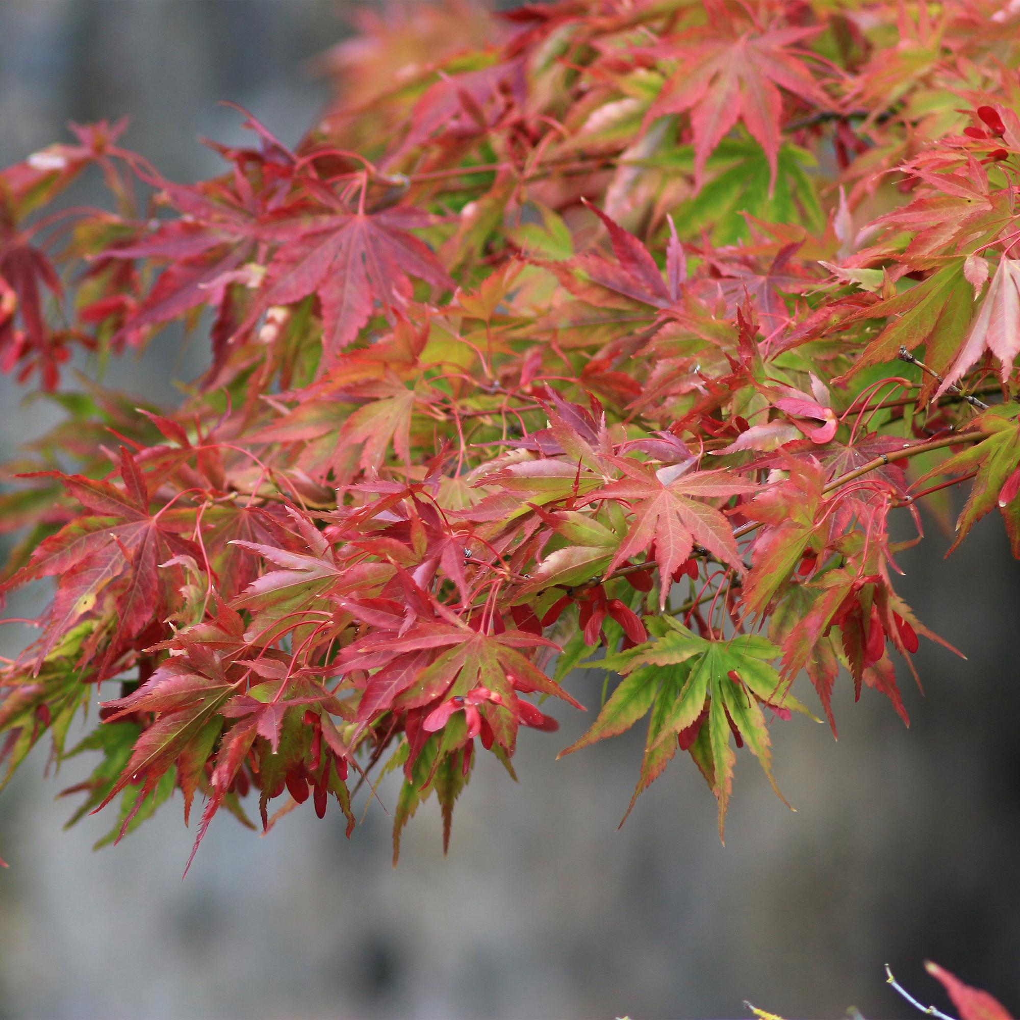 Terrasplant - Japanse Esdoorn - Acer palmatum Beni Maiko - Rood - 2 Planten - Bladverliezend - Pot 19cm Hoogte 70cm