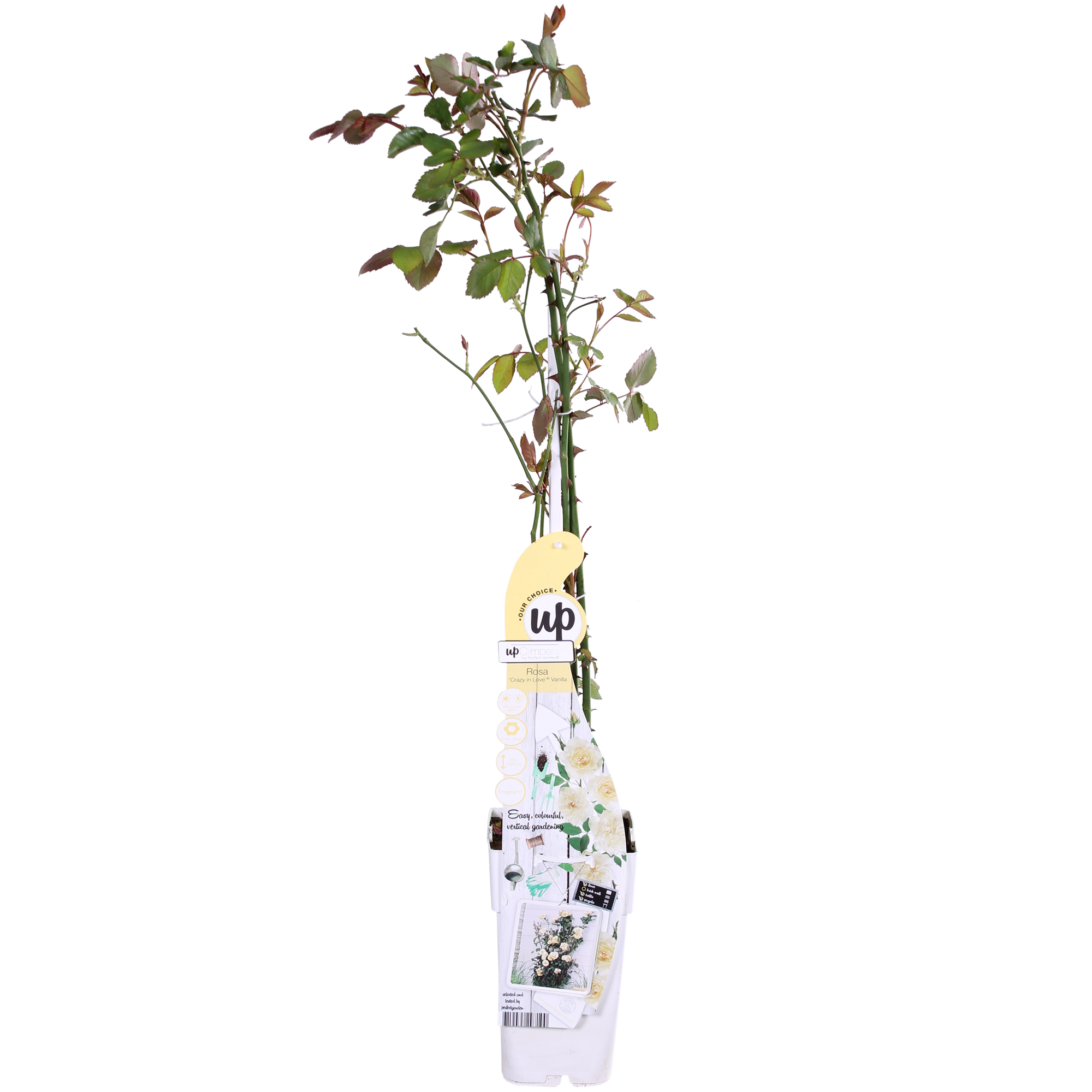 Rosa Crazy in love 'Vanilla' - Creme Roos - Ø15cm - ↕65cm