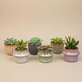 Succulenten Set van 6 in Keramische Mini Potjes Barcelona -  ↑ 8–12 cm