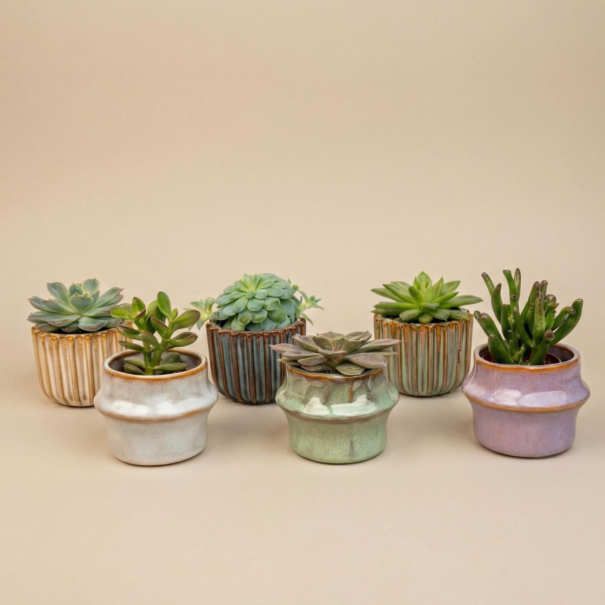 Succulenten Set van 6 in Keramische Mini Potjes Barcelona -  ↑ 8–12 cm