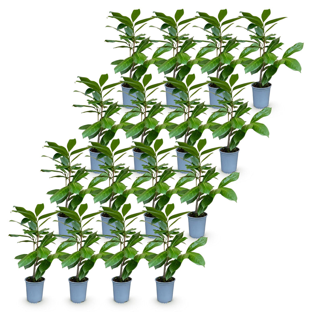 16x Prunus laur. Rotundifolia - Laurierkers - Haagplanten - Groenblijvend - Groen - Pot 9cm - Hoogte 25-35cm