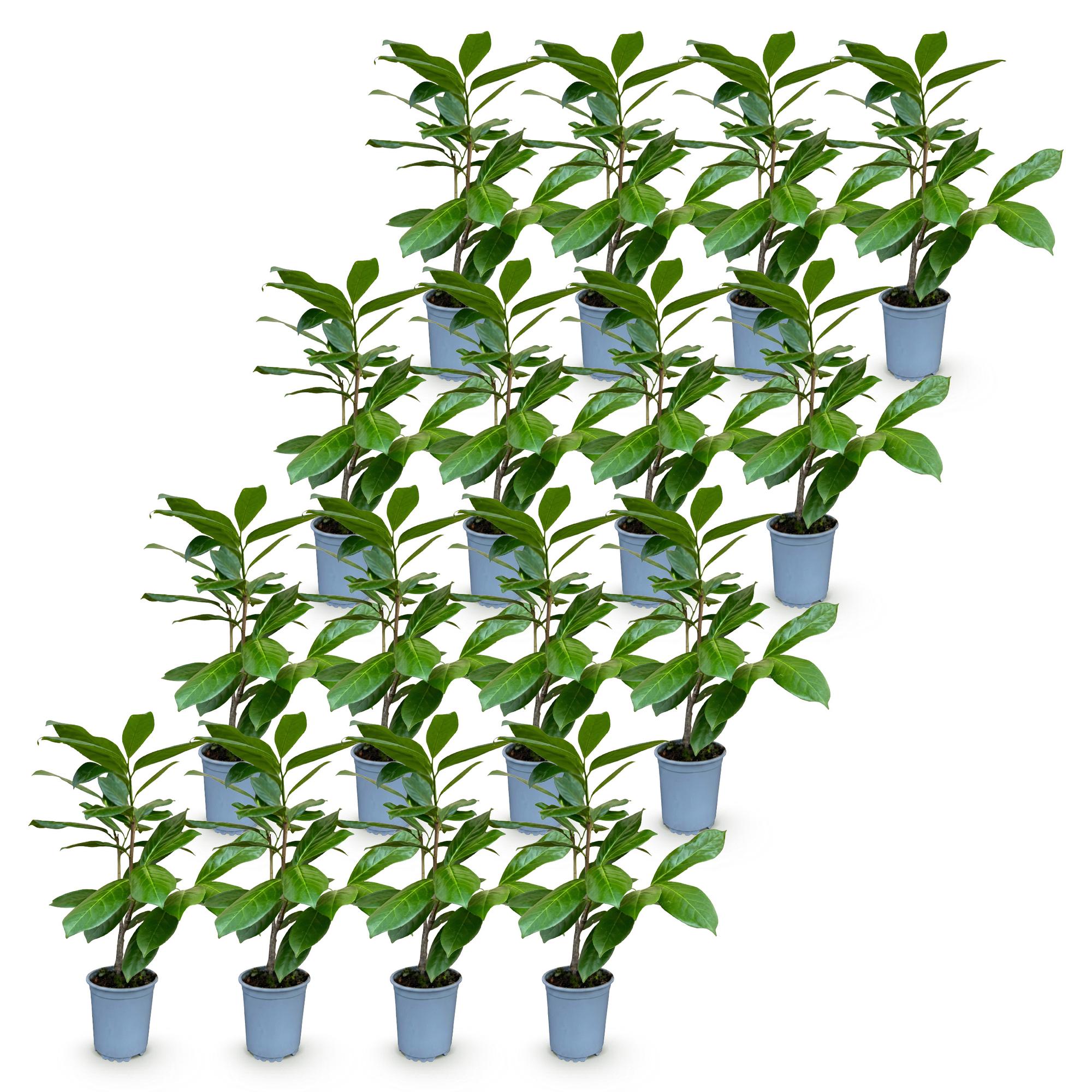 16x Prunus laur. Rotundifolia - Laurierkers - Haagplanten - Groenblijvend - Groen - Pot 9cm - Hoogte 25-35cm