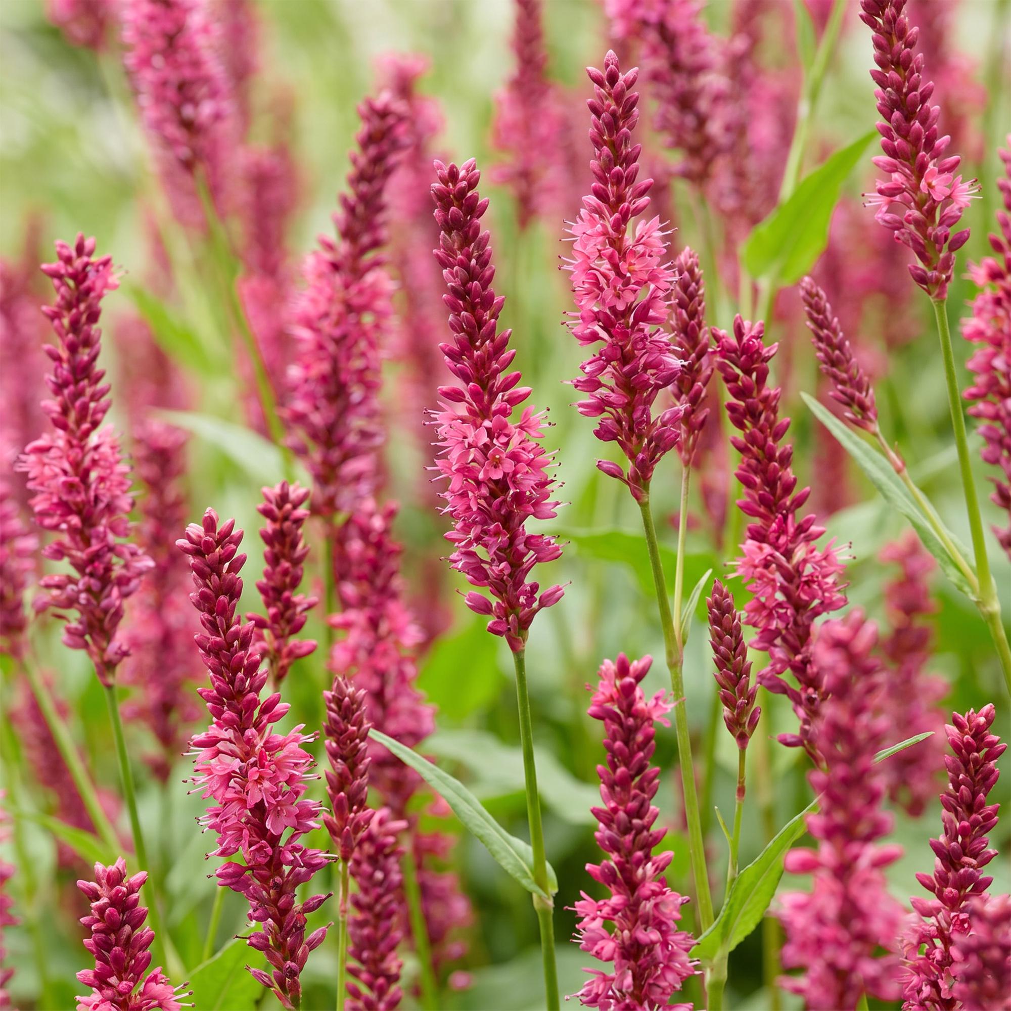 Vasteplant - Persicaria amplexicaulis - Duizendknoop - Bijen en Vlinderlokkers - Rood - 6 Planten - Pot 11cm - Hoogte 15-25cm