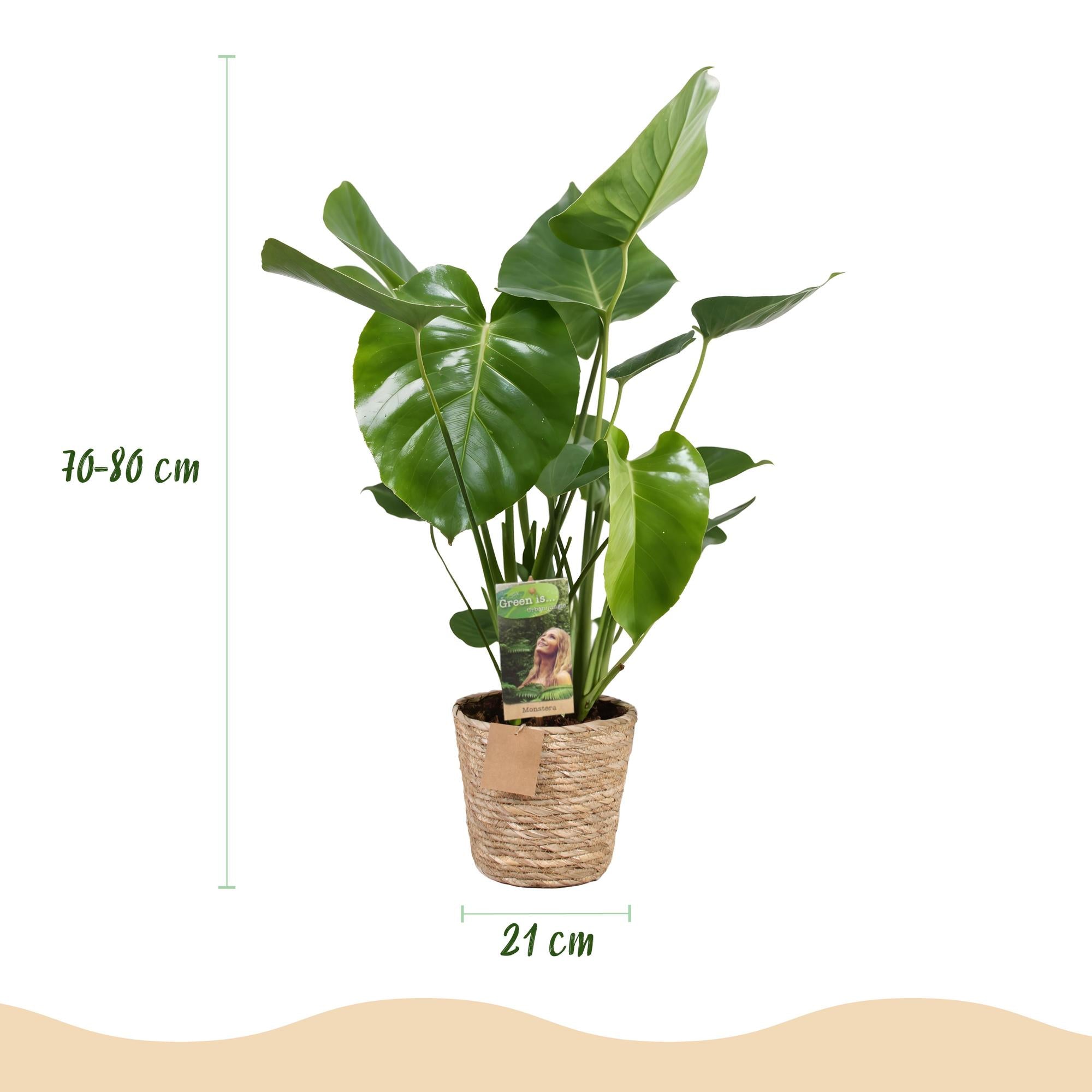Green is... Kamerplanten - Monstera Deliciosa - Gatenplant - Weinig onderhoud - met mand - Groen - 1 Plant - Pot 21cm - Hoogte 70-80cm