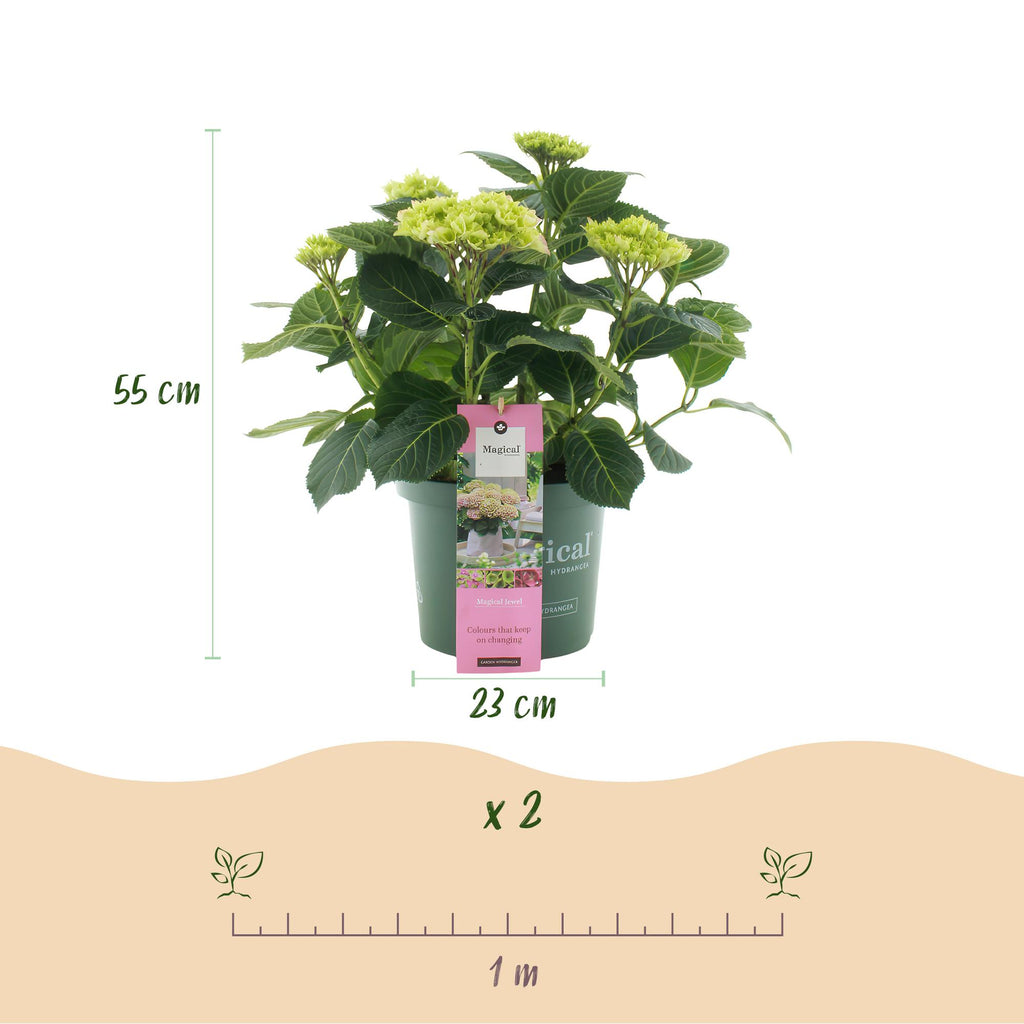 Terrasplant - Hortensia - Hydrangea Magical Jewel Pink - Roze - 6-10 Bloemen - 2 Planten - Pot 23cm Hoogte 55cm
