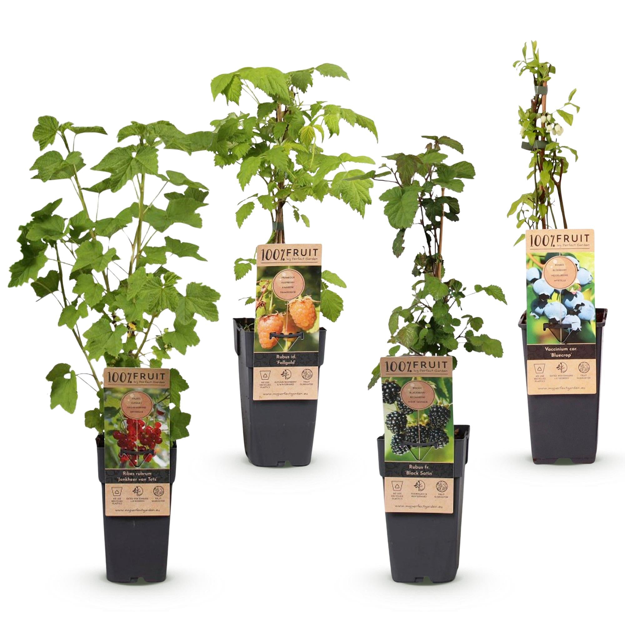 Fruitplant - Ribes -Rubes-Vaccinium Mix - Rainbow - Winterhard - Rode Bes - Zwarte Braam - Gele Framboos - Blauwe Bes - 4 Planten - Pot 15cm - Hoogte 50cm