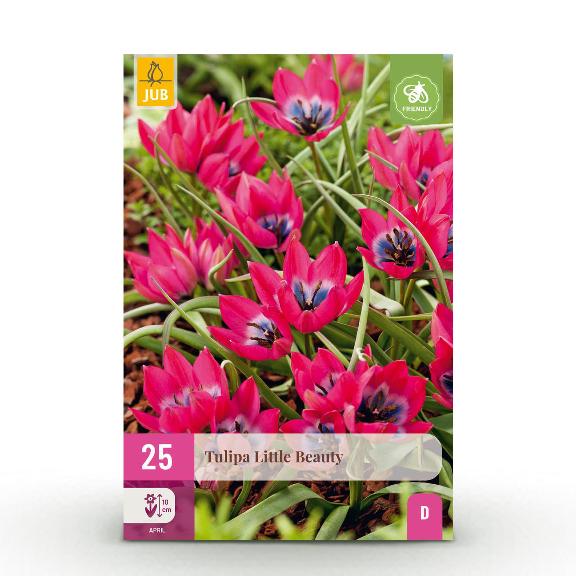 Bloembollen - Tulp Little Beauty - Kleur Donker Roze - 25 stuks - Bolmaat 6/7 - XXL Pack