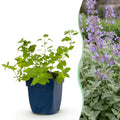 Vasteplant - Nepeta faassenii - Kattenkruid - Bijen- en vlinderlokkers - Paars - 24 Planten - Pot 11cm - Hoogte 15-25cm