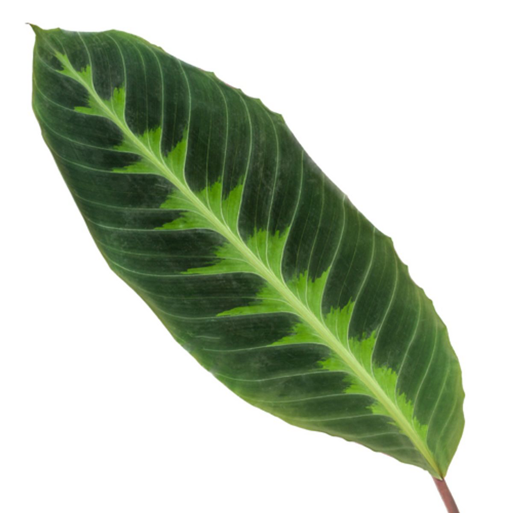 Calathea Warscewiczii - 90 cm - Ø24