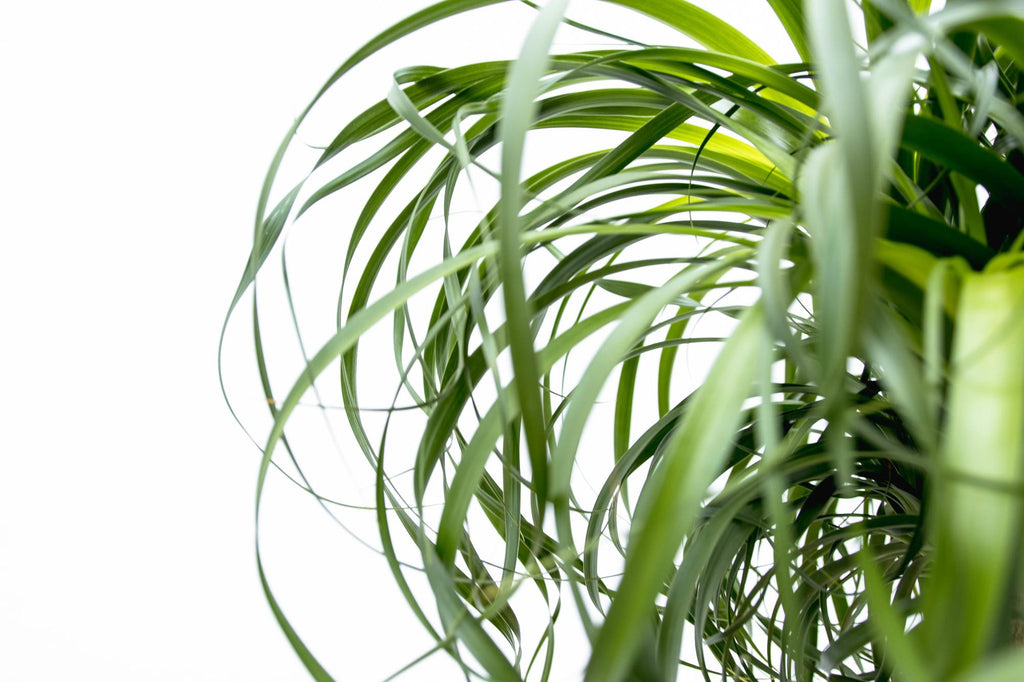 Beaucarnea XXL - 180cm - 180cm