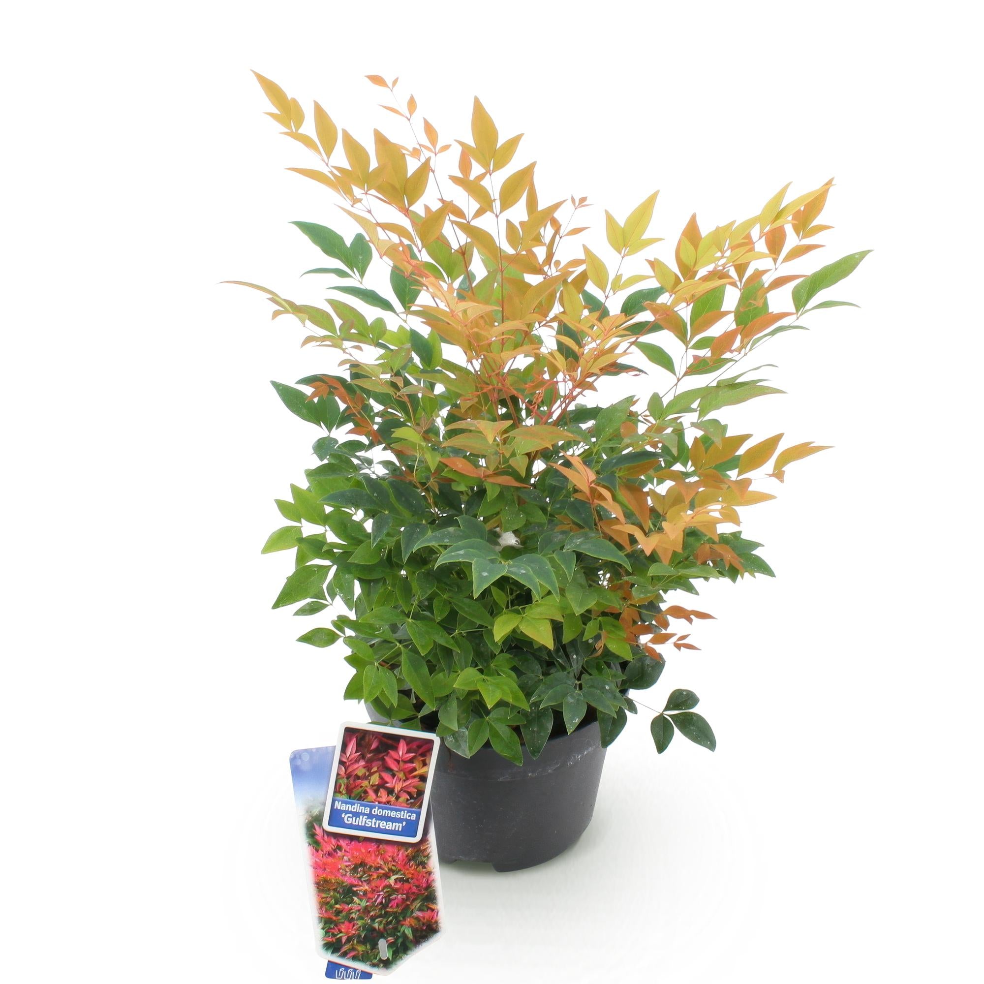 Tuinplant - Nandina Gulfstream - Oranje - 1 Plant - Groenblijvend - Weinig Onderhoud - Pot 17cm Hoogte 45cm