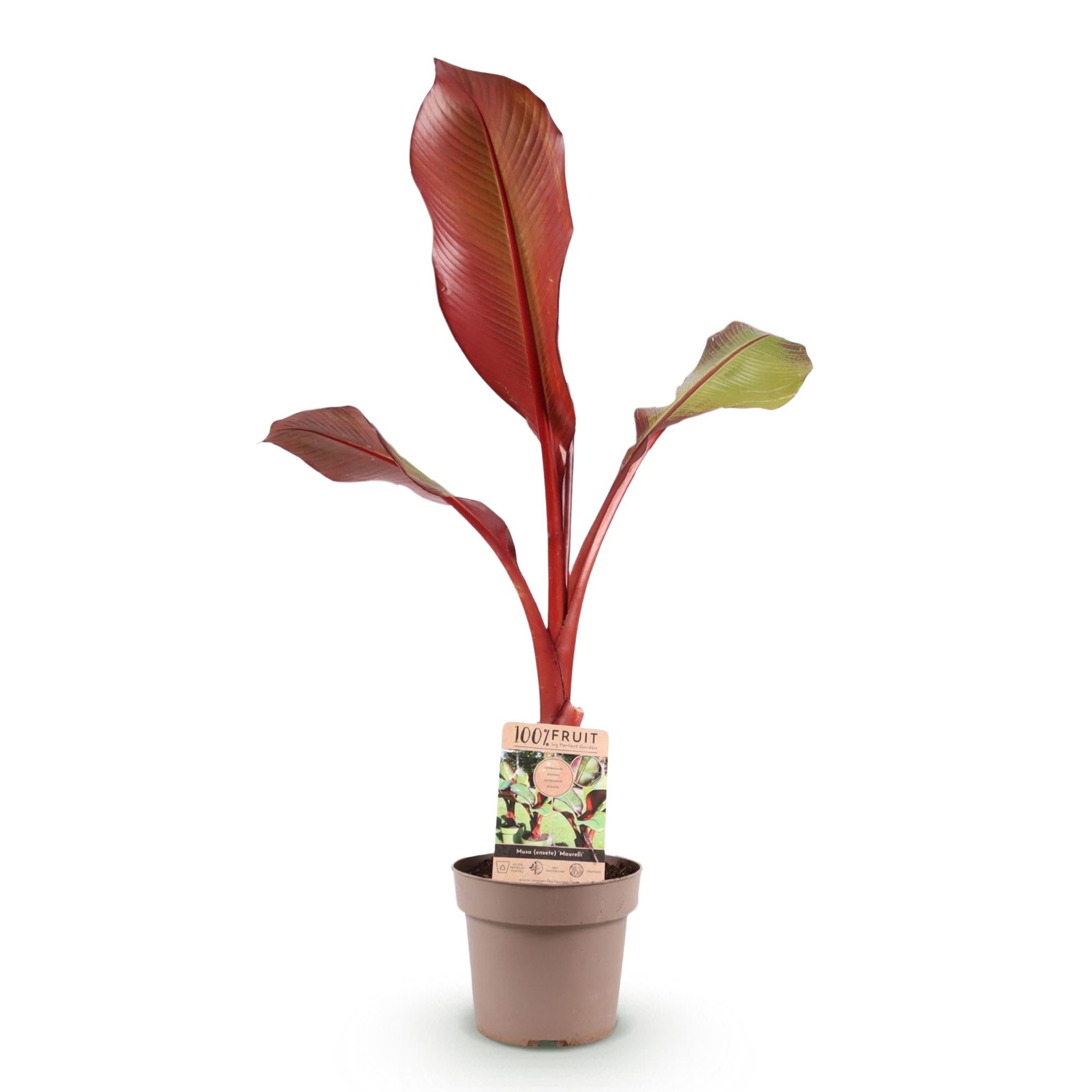 Fruitplant - Musa ensete Maurelli - Bananenboom - Winterhard - Rood-Groen - 1 Planten - Pot 21cm - Hoogte 90cm