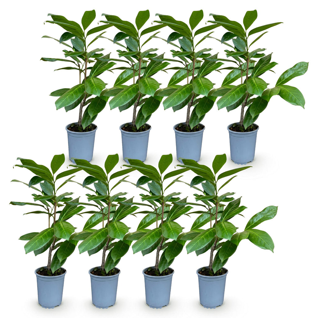 8x Prunus laur. Rotundifolia - Laurierkers - Haagplanten - Groenblijvend - Groen - Pot 9cm - Hoogte 25-35cm