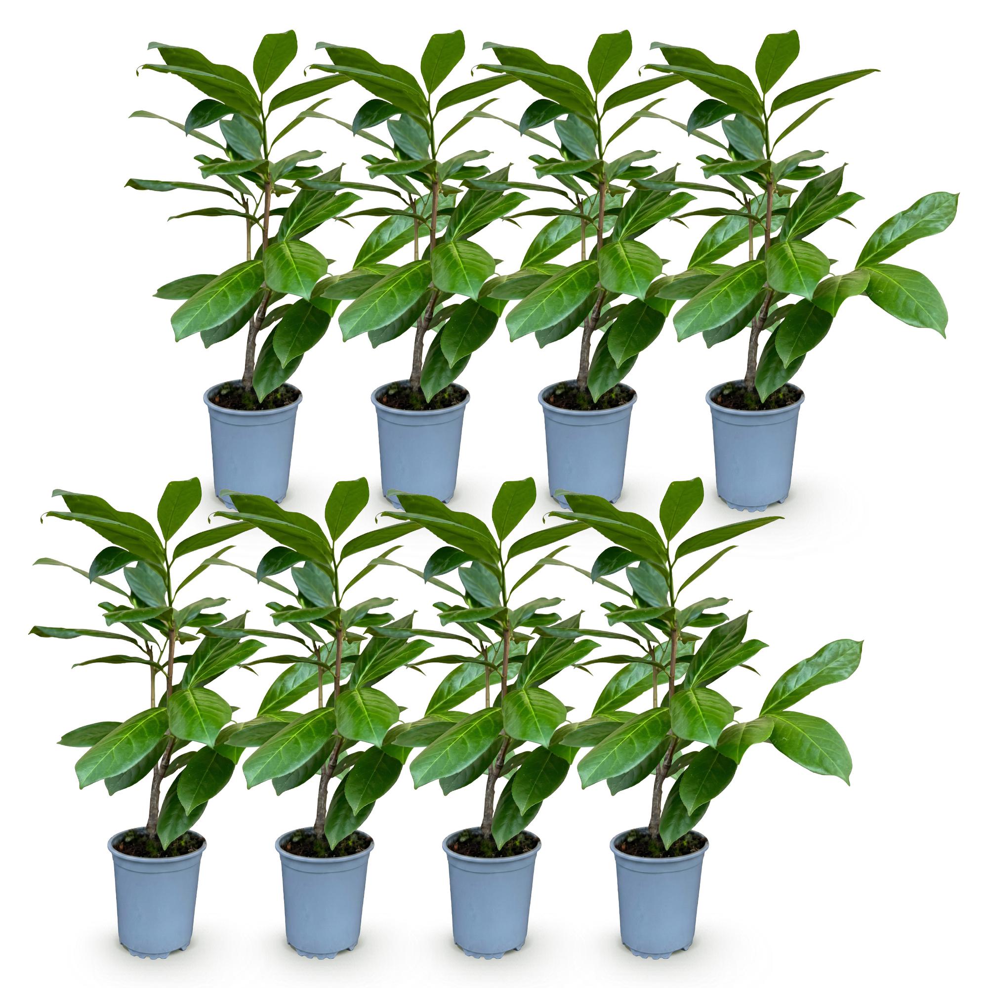 8x Prunus laur. Rotundifolia - Laurierkers - Haagplanten - Groenblijvend - Groen - Pot 9cm - Hoogte 25-35cm