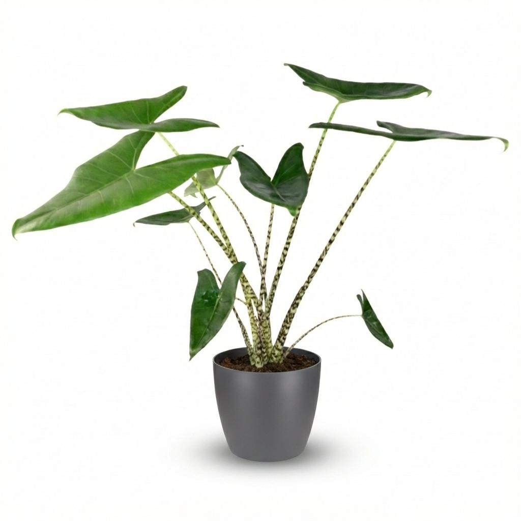 Kamerplant - Olifantsoor - Alocasia Zebrina - Groen - Weinig onderhoud - 1 Plant - met Potter Grijs - Pot 21 cm - Hoogte 70 - 75cm