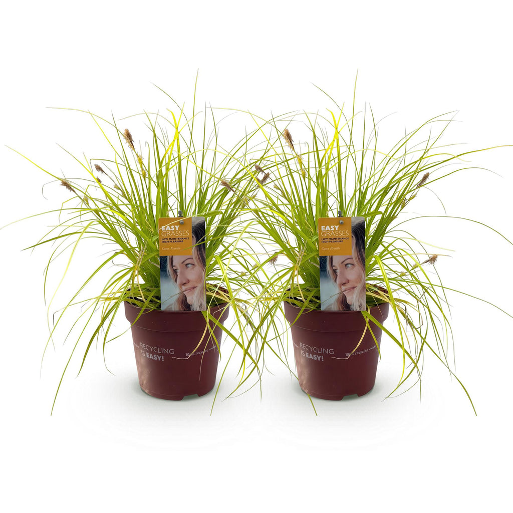 Siergrassen -  Carex oshimensis Everillo - Geel - 2 Planten - Bladhoudend - Weinig Onderhoud - Pot 17cm Hoogte 50cm