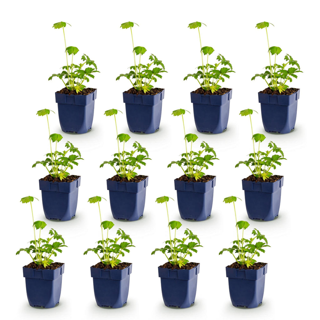 Vasteplant - Astrantia major - Sterrenkruid - Schaduw - Wit-Roze - 12 Planten - Pot 11cm - Hoogte 15-25cm