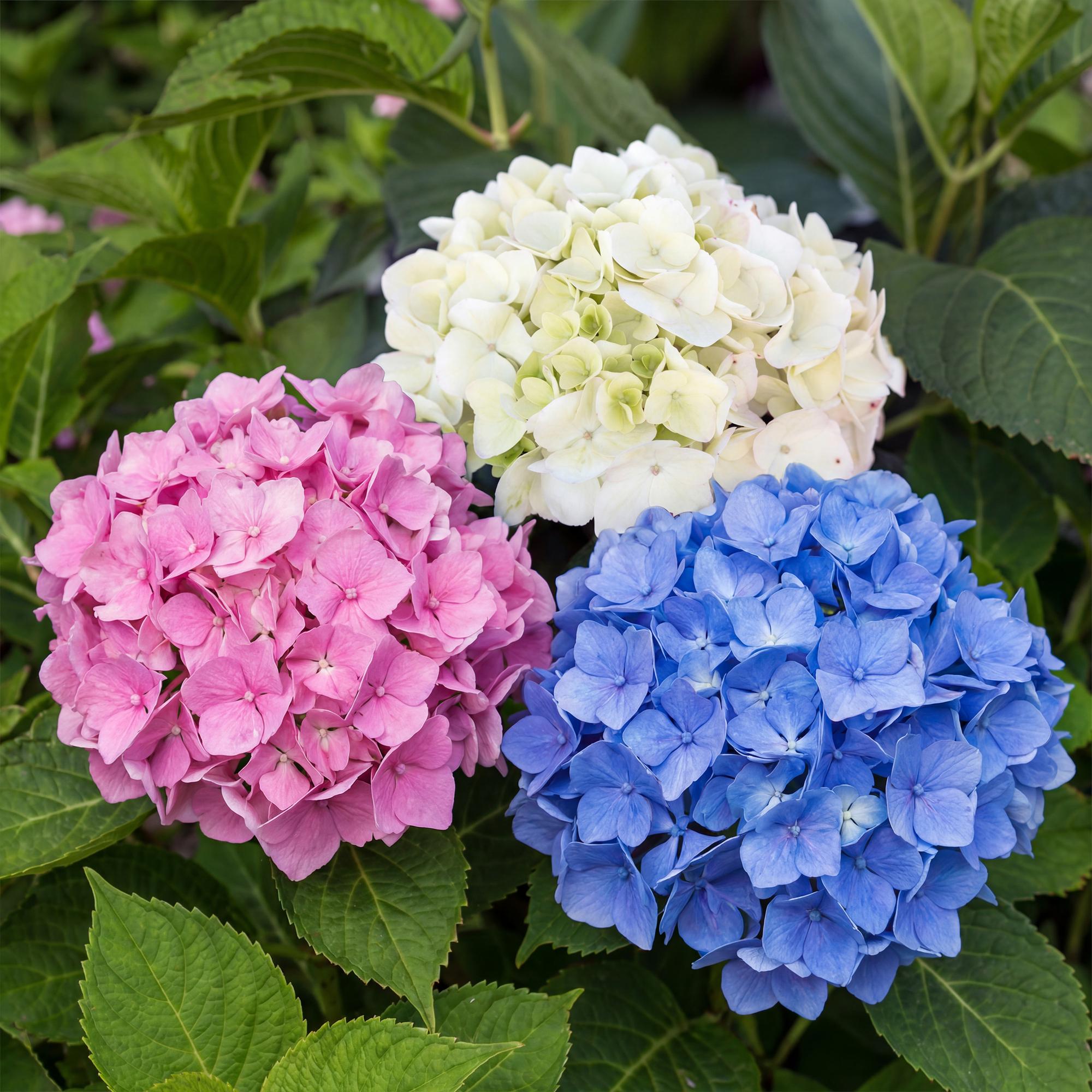 Hortensia - Hydrangea macrophylla Tricolour - Bloem Blauw, Roze en Wit  - 3 Planten - Bladverliezend - Weinig Onderhoud - Pot 17cm Hoogte 30cm