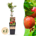 Fruitplant - Punica granatum - Granaatappel - Winterhard - Rood-Oranje Vrucht - 2 Planten - Pot 15cm - Hoogte 50cm