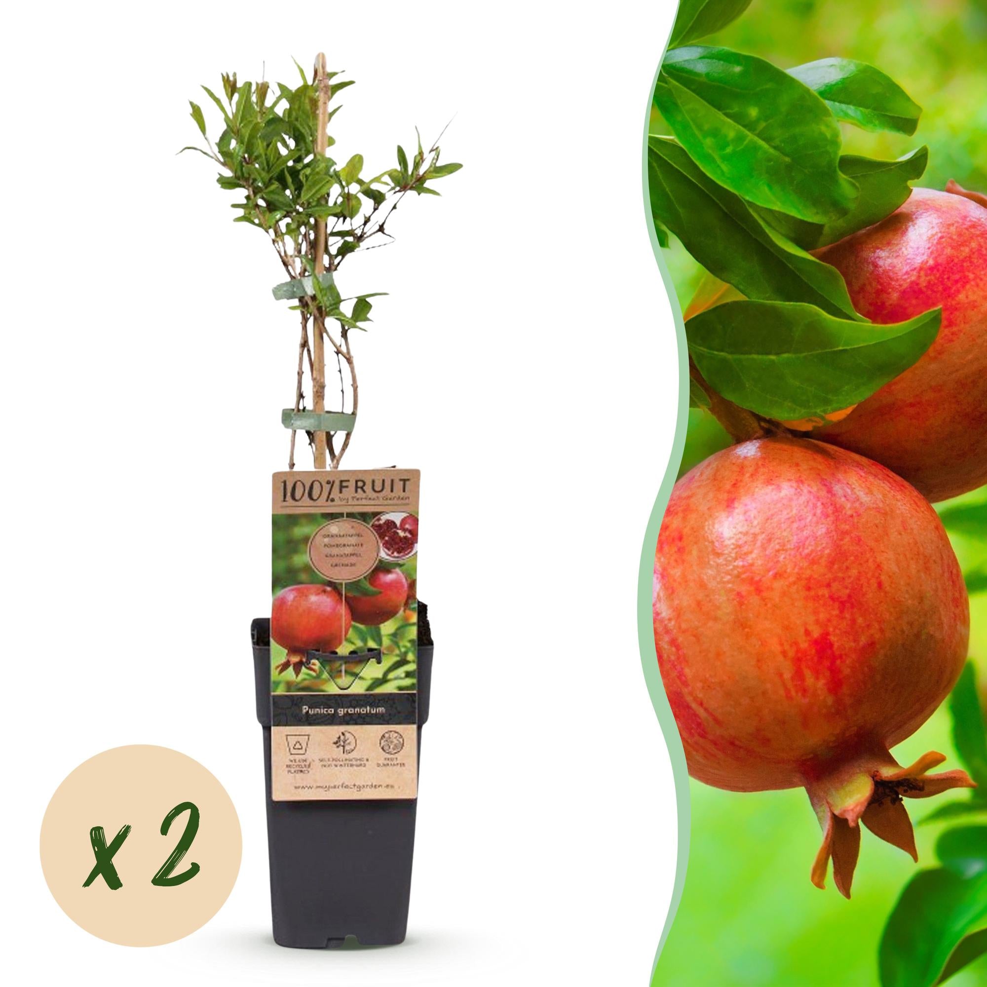 Fruitplant - Punica granatum - Granaatappel - Winterhard - Rood-Oranje Vrucht - 2 Planten - Pot 15cm - Hoogte 50cm