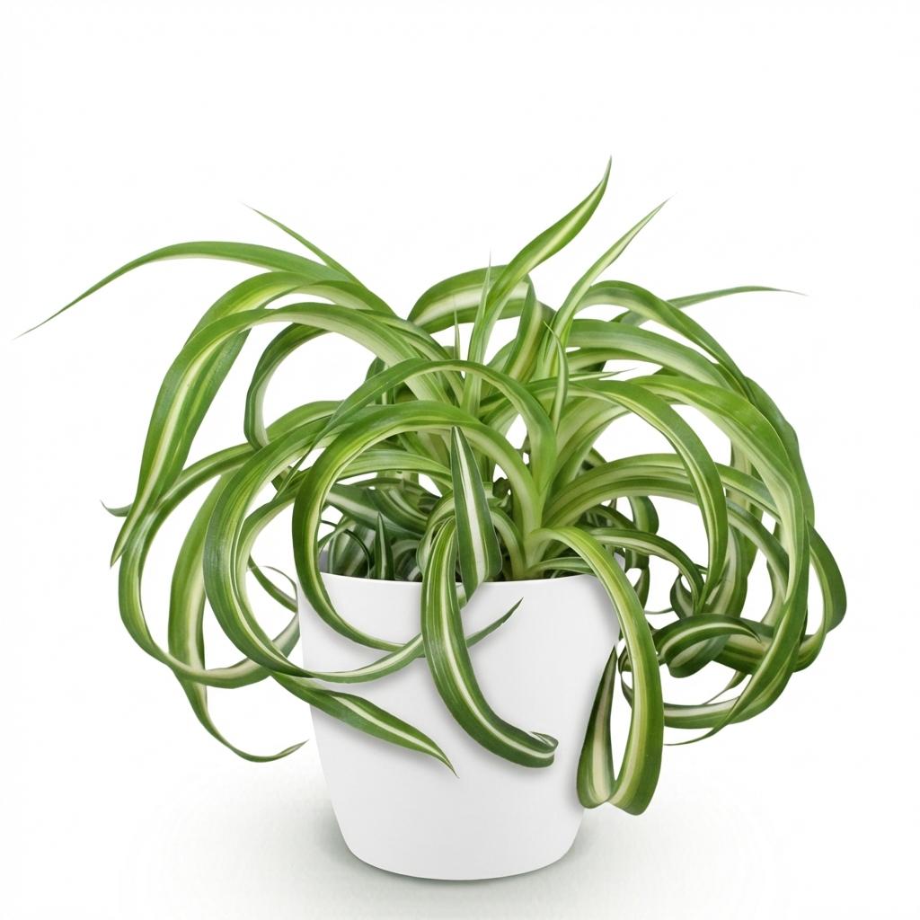 Kamerplant - Chlorophytum comosum Bonnie - Krullende Graslelie - Huisdiervriendelijke Plant - Groen - 1 Plant - met Potter Wit - Pot 12cm - Hoogte 20cm