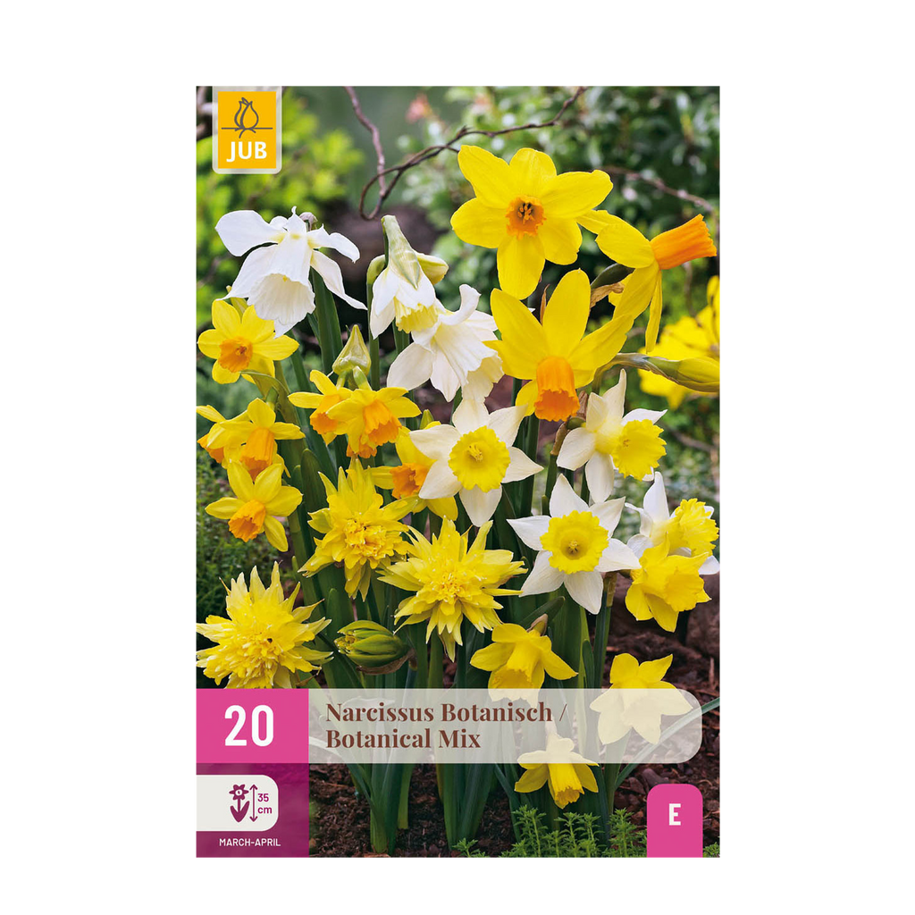 Bloembollen - Narcis Botanical mix - Kleur Geel en Wit - 20 stuks - Bolmaat 10/12 - XXL Pack