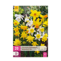 Bloembollen - Narcis Botanical mix - Kleur Geel en Wit - 20 stuks - Bolmaat 10/12 - XXL Pack