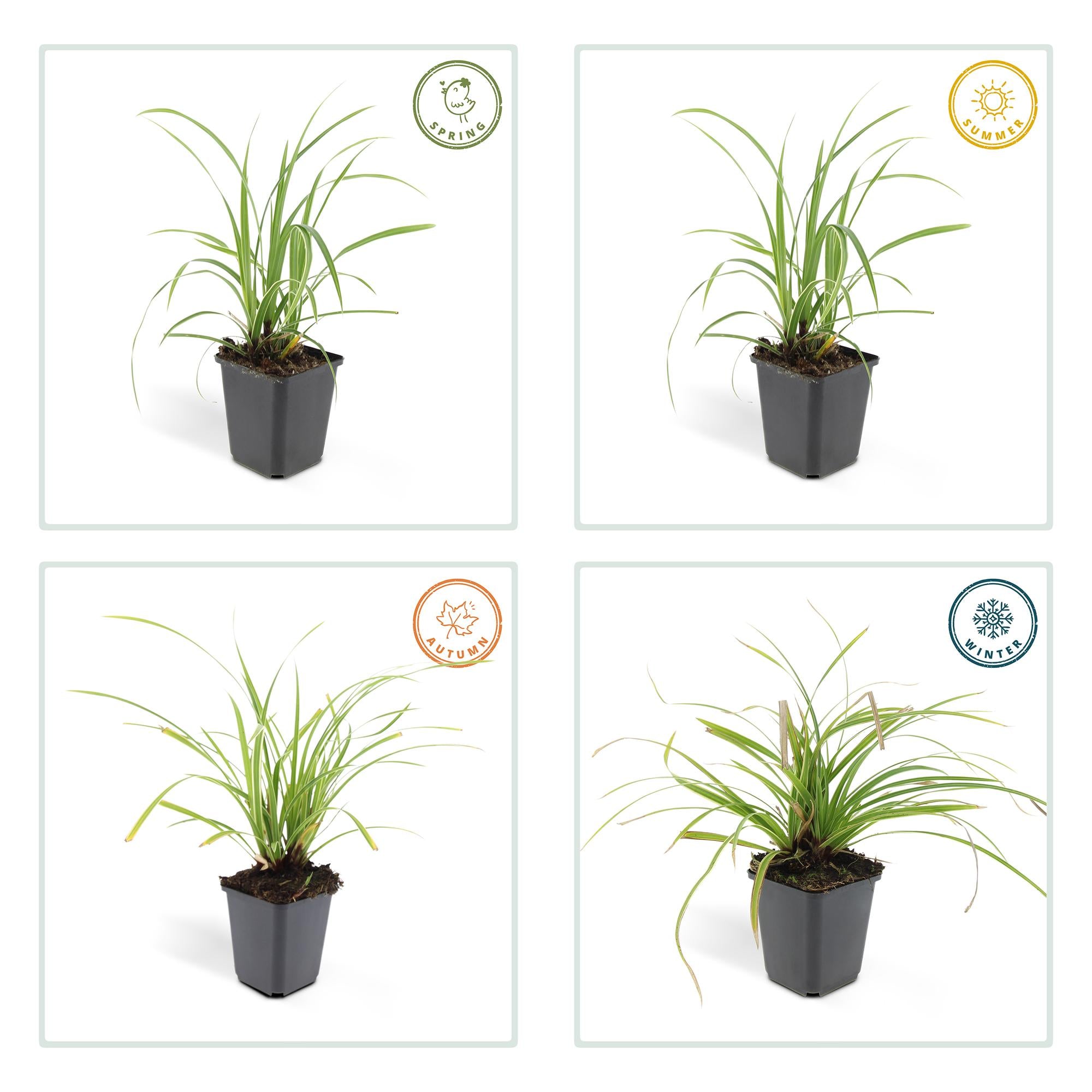 60x Carex morrowii 'Ice Dance' - ↕10-25cm - Ø9cm