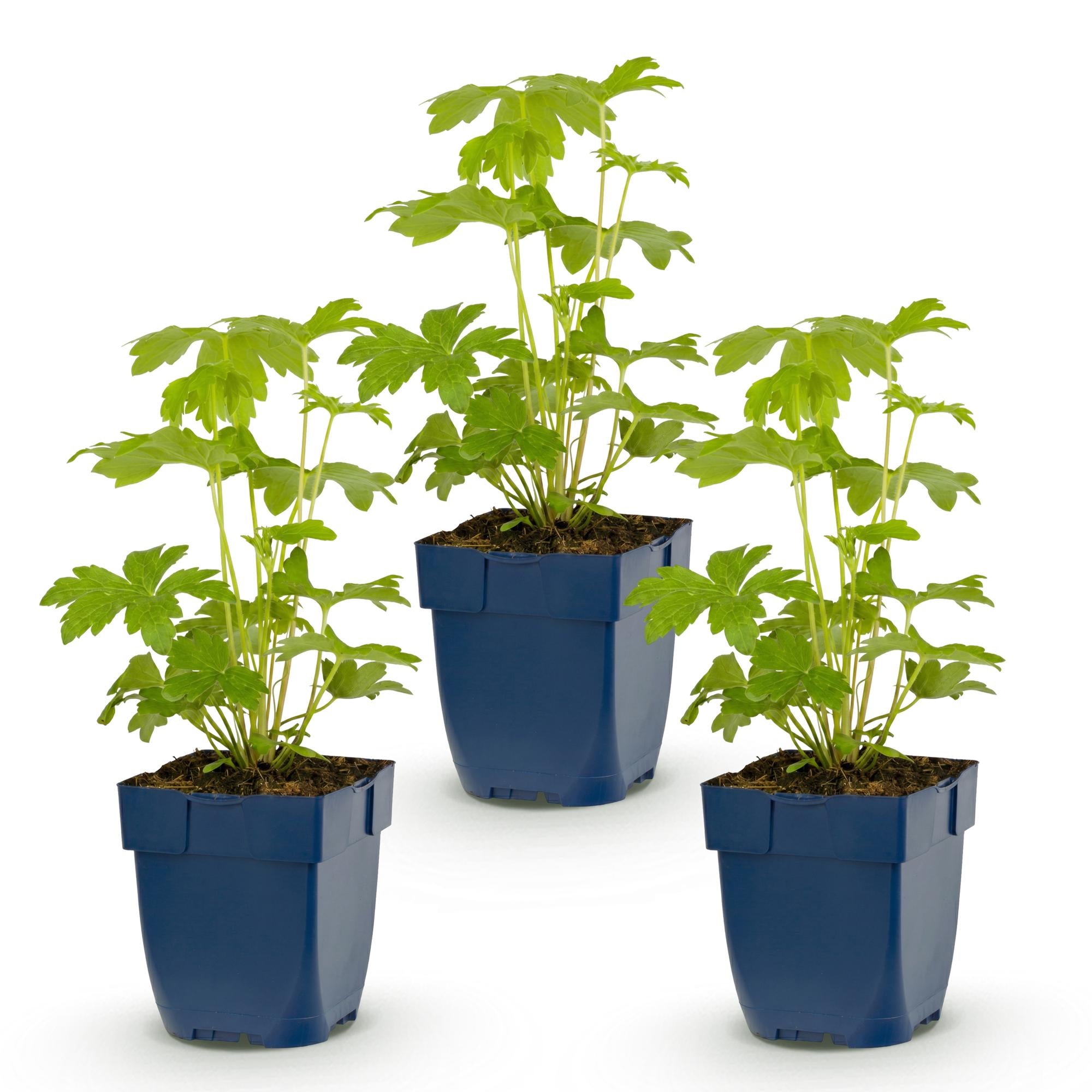 Vasteplant - Delphinium (P) Astolat - Ridderspoor - Bijen en Vlinderlokkers - Roze - 3 Planten - Pot 11cm - Hoogte 15-25cm