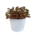 Peperomia graveolens - in witte pot