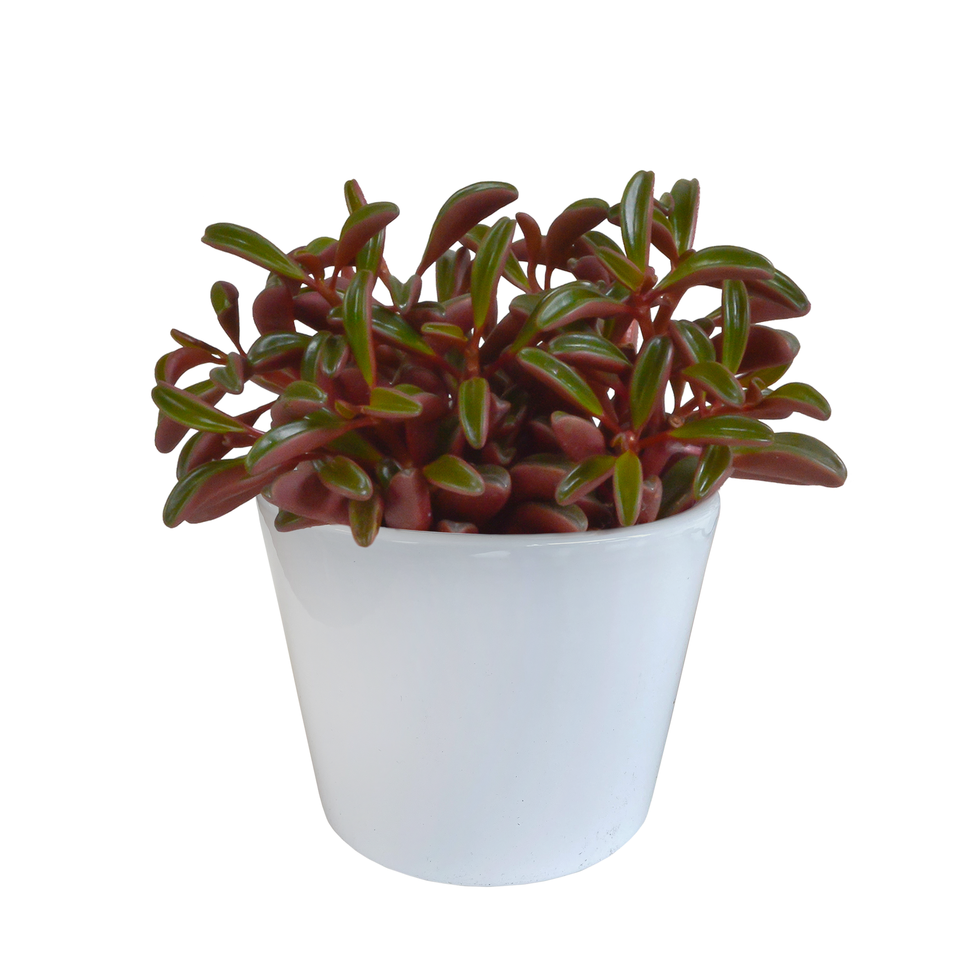 Peperomia graveolens - in witte pot