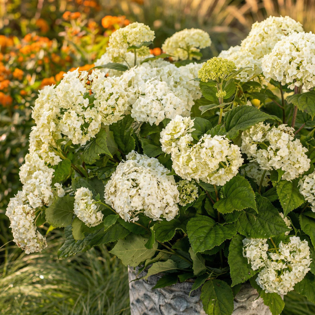 Tuinplant - Hydrangea arborescens FlowerWOW - Hortensia - Winterhard - Wit - 3 Planten - Pot 14cm - Hoogte Hoogte 20-30cm