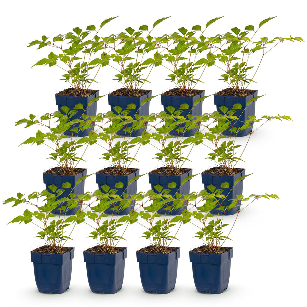 Vasteplant - Astilbe (J) Europa - Pluimspirea - Schaduw - Roze - 12 Planten - Pot 11cm - Hoogte 15-25cm
