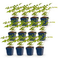 Vasteplant - Astilbe (J) Europa - Pluimspirea - Schaduw - Roze - 12 Planten - Pot 11cm - Hoogte 15-25cm