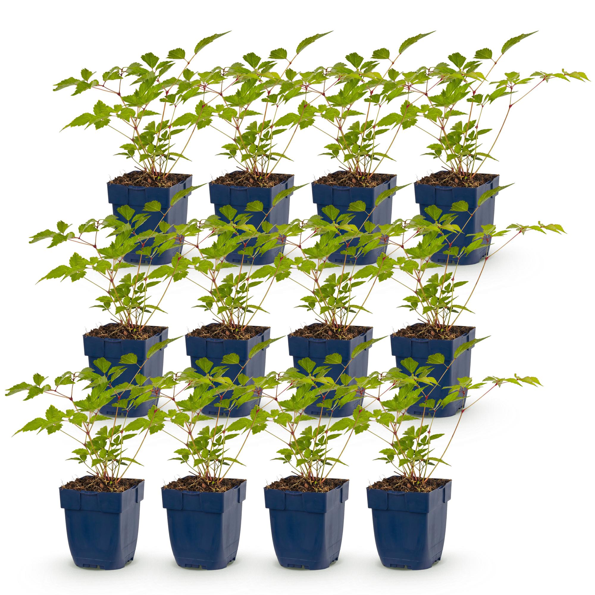 Vasteplant - Astilbe (J) Europa - Pluimspirea - Schaduw - Roze - 12 Planten - Pot 11cm - Hoogte 15-25cm