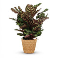 Kamerplant - Pauwenplant - Calathea Makoyana - Groen - Weinig onderhoud - 1 Plant - met Mand - Pot 19cm - Hoogte 70cm